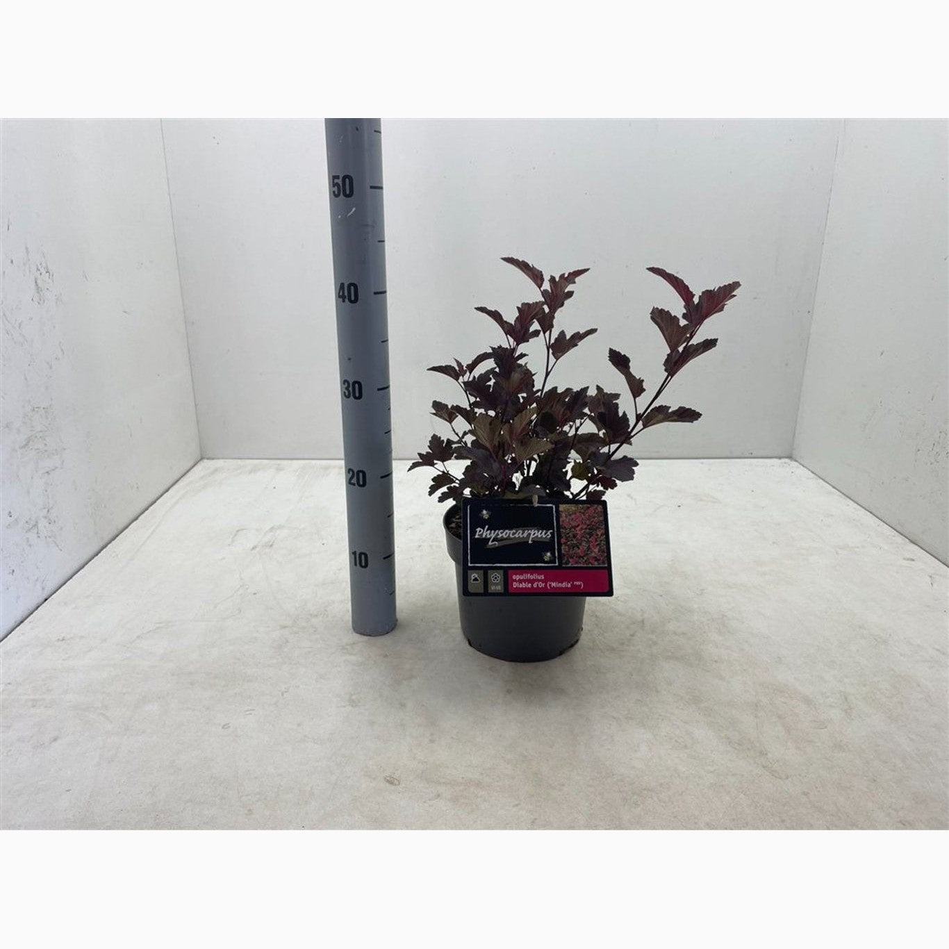 Smällspirea – Physocarpus opulifolius 'Diable d'Or' - C3